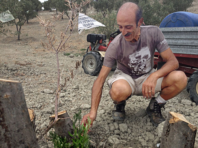 Farmer Daniele Pacicca in the Calabria region of southern Italy shows the stumps of his 13 olive trees that were hacked down this summer. With the help of GOEL Bio, he was able to replace them with twice as many new trees, 26. Chris Livesay for NPR